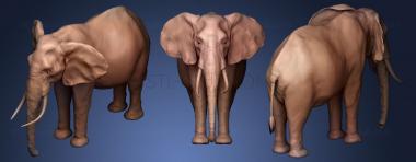 3D model African elephant 2 (STL)